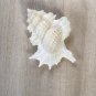 seashells perca 43 mm..nice shells