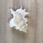seashells perca 43 mm..nice shells