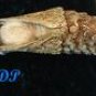 Filigree Scent Box Articulated Fish Charm SILVER 3"