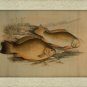 Oriental Fauna KOI Fish ~ Framed Art Image Wood Asian