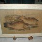 Oriental Fauna KOI Fish ~ Framed Art Image Wood Asian