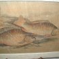 Oriental Fauna KOI Fish ~ Framed Art Image Wood Asian