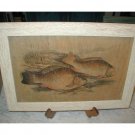 Oriental Fauna KOI Fish ~ Framed Art Image Wood Asian