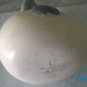Dolphin in Egg Statue Figurine Hand Painted Pottery