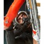 1/32 54mm Resin Model Kit Scuba Divers Underwater Struggle Movie Unpainted