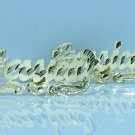 PERSONALIZED 14K GOLD PLATED  1" STUD NAME EARRINGS ANY NAME UP TO 7 LETTERS FS6