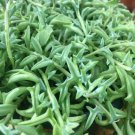 100 Dolphin Succulent Seeds