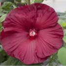 20 Hibiscus Rosa-sinensis Perennial Flower Seeds