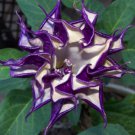 20 Purple Moonflower Gorgeous Night Blooming Beautiful Garden Flower Home Decoration Seeds