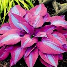 150 Hosta Flower Garden Perennials Ornamental Lily Shade Hosta Seeds