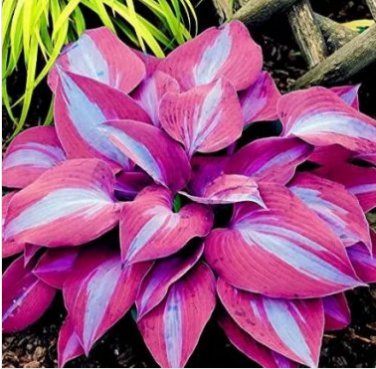 150 Hosta Flower Garden Perennials Ornamental Lily Shade Hosta Seeds