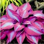 150 Hosta Flower Garden Perennials Ornamental Lily Shade Hosta Seeds