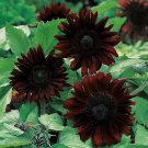 20 True Black Ornamental Sunflower Seeds