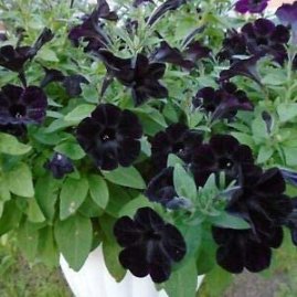 100 Super Black Cat Petunia Seeds