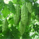 12 Green Bitter Gourd Seed Bitter Melon Balsam Pear Organic Vegetables Seeds