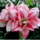 100 Amaryllis Flower Seeds
