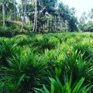 50 Fragrant Grass Annual Pandan Flower Potted Fragrant Spices DIY Home Garden Bonsai Plant Seeds