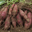 20 Sweet Potato Fresh Food Vegetable Farm Garden Plants Red Purple Potato Seeds