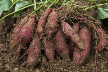 20 Sweet Potato Fresh Food Vegetable Farm Garden Plants Red Purple Potato Seeds