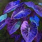 200 Blue Caladium Dwarf Elephant Ear Ornamental Plant Seeds