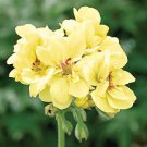 10 Geranium 'Custard Cream' Yellow Flower Seeds