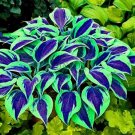 120 Colorful Hosta Perennials Plantain Mixed Beautiful Lily Flower White Lace Home Plant Seeds