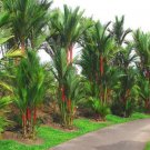 100 Lipstrick Palm Cyrtostachys Seeds