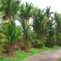 100 Lipstrick Palm Cyrtostachys Seeds
