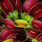100 Catchfly Potted Plant Garden Venus Fly Trap Insectivorous Plant Seeds