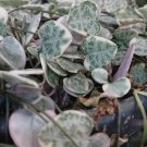 100 Ceropegia Woodii Seeds