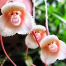 50 Rare Monkey Face Orchid Flower Seeds