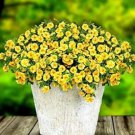 100 Lemon Slice Superbells Calibrachoa Petunia Annual Flower Seeds