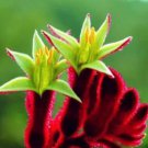 20 Kangaroo Paw Rare Flowers Seeds