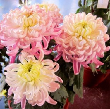 100 Rare Bicolor Pink Yellow Chrysanthemum Seeds