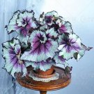100 Begonia Flower Bonsai Seeds
