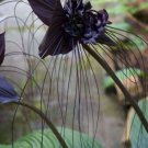 10 Rare 'Cat Face Beard' Black Orchid Perennial Flowers Seeds