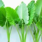 12 Heirloom Alocasia Macrorrhiza Green Giant Taro Indoor Plant Seeds
