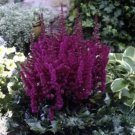 100 Astilbe Chinensis Seeds