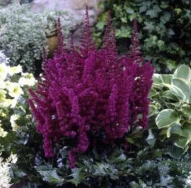 100 Astilbe Chinensis Seeds