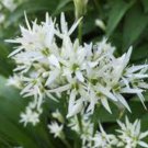 50 Ramsons Wild Garlic Seeds
