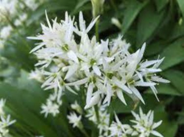 50 Ramsons Wild Garlic Seeds