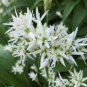 50 Ramsons Wild Garlic Seeds