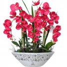100 Perennial Phalaenopsis Orchid Flower Seeds