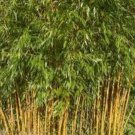 25 Yellow bamboo Phyllostachys Aureosulcata Gold Bamboo Seeds