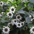 20 Italian White Sunflower Seeds