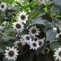 20 Italian White Sunflower Seeds