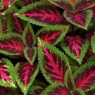 20 Kong Red Giant Coleus Herbs Seeds