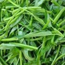 30 Thai Water Spinach Kangkong Vegetable Seeds, Heirloom Organic Swamp Cabbage