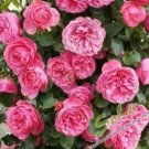 50 Heirloom Pink Rose Bush Flower Seeds