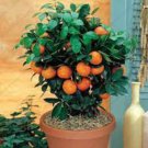 30 Mandarin Orange Dwarf Seeds